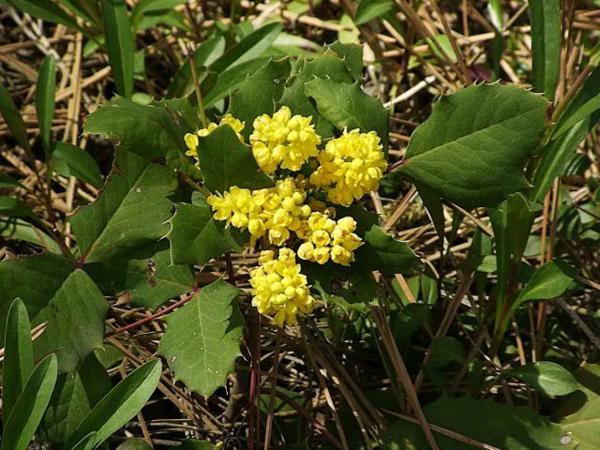 Магония ползучая (Mahonia repens)