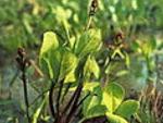 Вахта (Menyanthes)