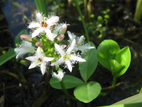 Вахта (Menyanthes)