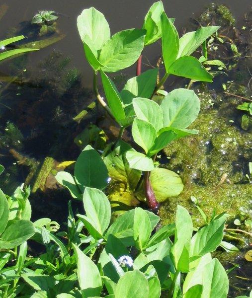 Вахта (Menyanthes)