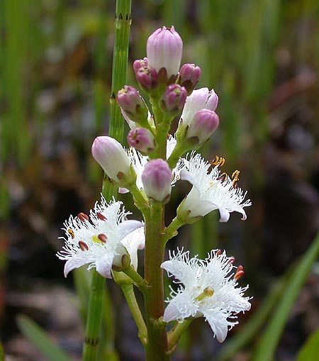 Вахта трехлистная (Menyanthes trifoliata)
