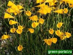 Нарцисс брандушковый (Narcissus bulbocodium)