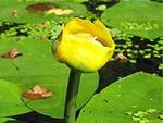 Кубышка (Nuphar)