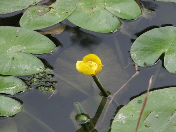 Кубышка (Nuphar)