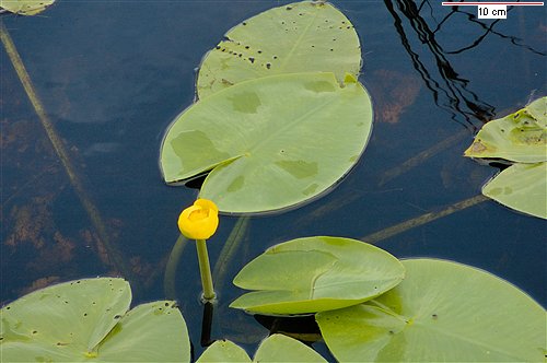 Кубышка желтая (Nuphar lutea)