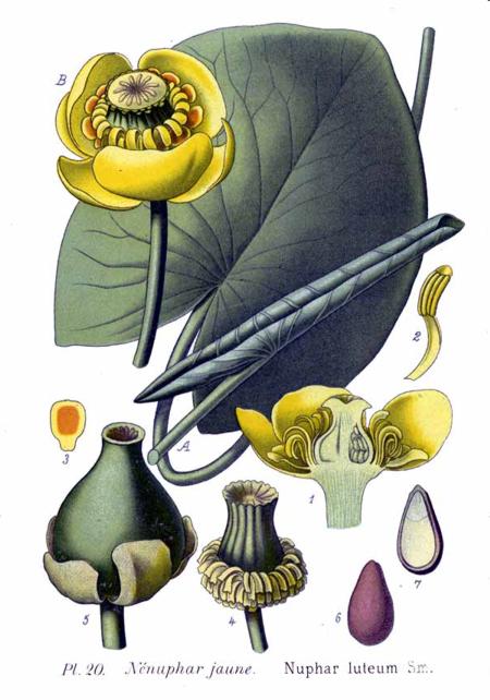 На рисунке кубышка желтая (Nuphar lutea)