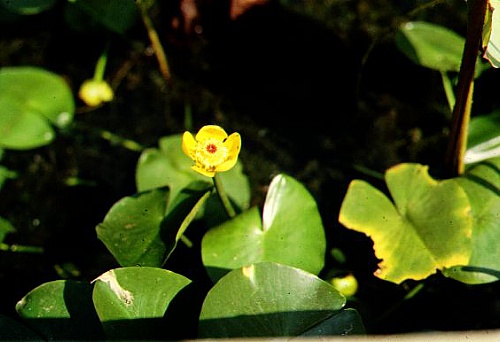 Кубышка малая (Nuphar pumila)