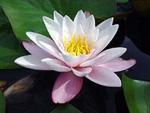 Кувшинка, нимфея (Nymphaea)