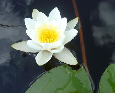 Кувшинка белая (Nymphaea alba)