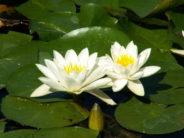 Кувшинка, или нимфея (Nymphaea)