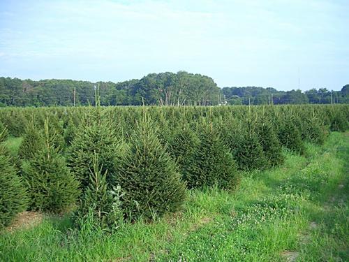 Ель обыкновенная (Picea abies)
