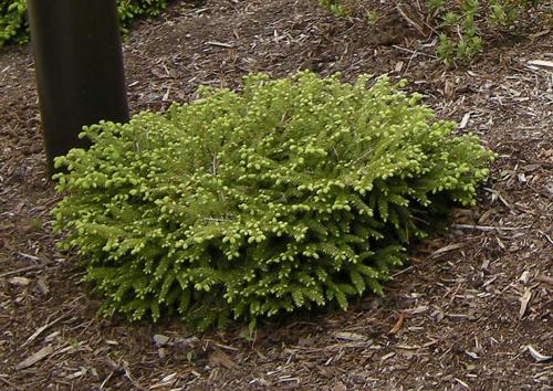 Ель обыкновенная «Нидиформис» (Picea abies «Nidiformis»)