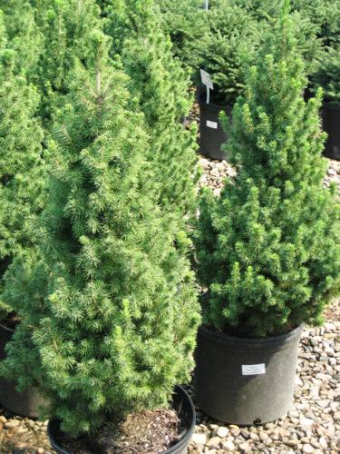 Ель сизая «Коника» (Picea glauca «Conica»)