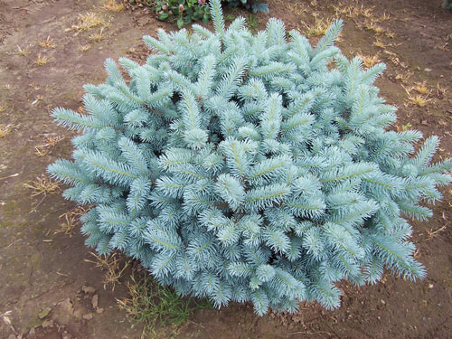 Ель колючая «Glauca Globosa» (Picea pungens «Glauca Globosa»)