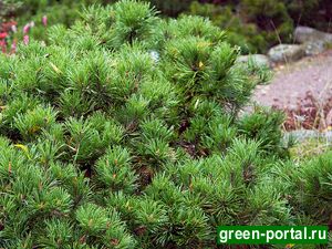 Сосна горная (Pinus mugo)