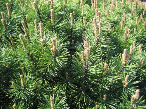 Сосна горная «Гном» (Pinus mugo «Gnom»)