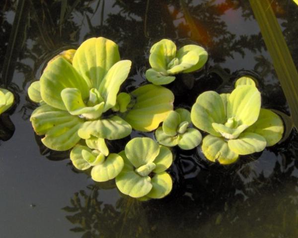 Пистия телорезовидная (Pistia stratiotes)