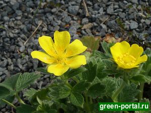 Лапчатка крупноцветковая (Potentilla megalantha)