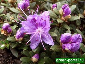 Рододендрон плотный (Rhododendron impeditum)