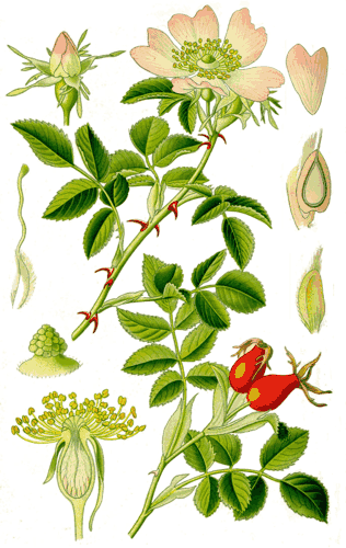 Шиповник собачий (Rosa canina). Ботаническая иллюстрация