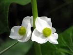 Стрелолист (Sagittaria)