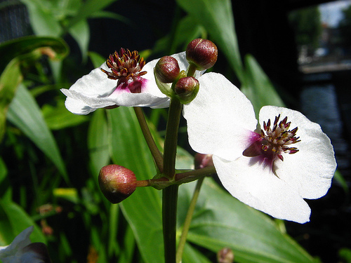 Стрелолист обыкновенный (Sagittaria sagittifolia)