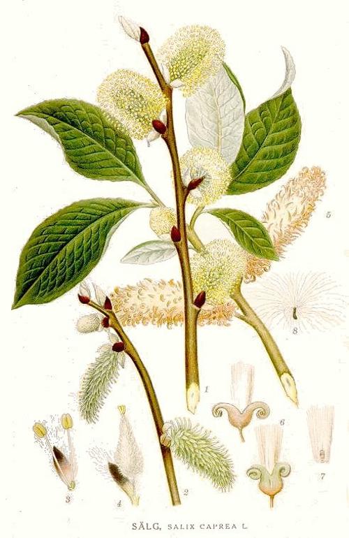 Бредина, ива козья (Salix caprea). Иллюстрация