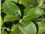 Бредина, ива козья (Salix caprea)