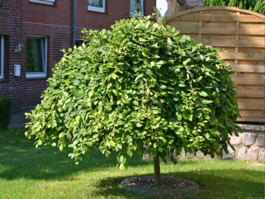Бредина, ива козья (Salix caprea)