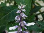 Шалфей (Salvia)