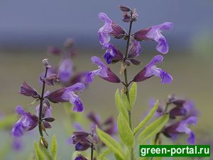 Шалфей лекарственный (Salvia officinalis)