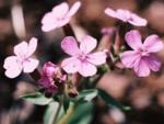 Мыльнянка (Saponaria)