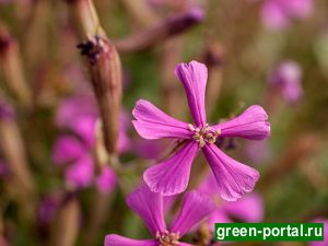 Мыльнянка гибридная (Saponaria 'Bressingham')