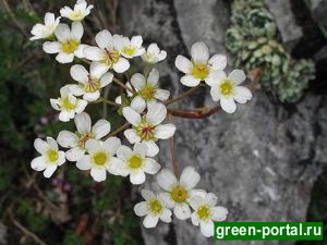 Камнеломка метельчатая (Saxifraga paniculata)