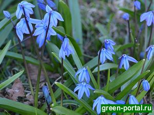 Пролеска сибирская (Scilla sibirica)