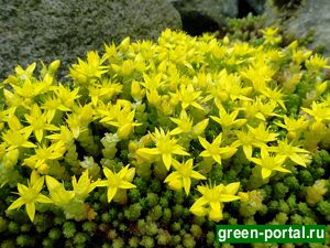 Очиток едкий (Sedum acre)