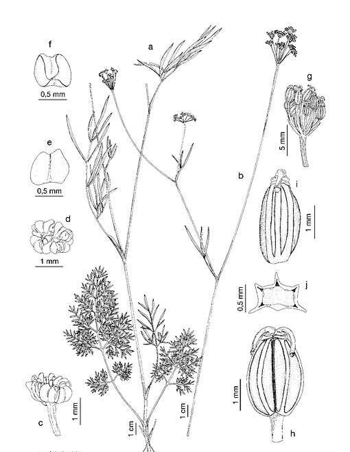 Гирча (Selinum). Иллюстрация