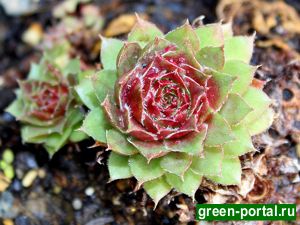 Молодило кровельное (Sempervivum tectorum)