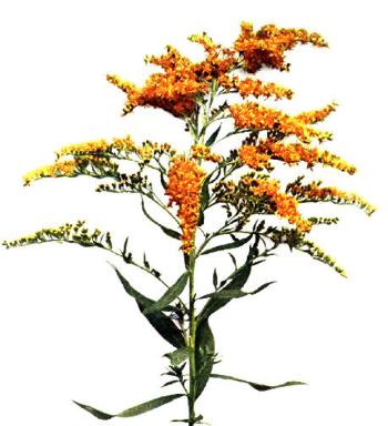 Золотарник канадский (Solidago canadensis)