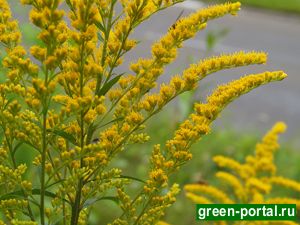 Золотарник канадский (Solidago canadensis)