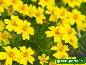 Бархатцы тонколистные 'Лимон Джем' (Tagetes tenufolium 'Lemon Gem')