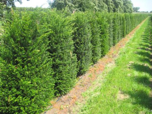 Тис ягодный (Taxus baccata)