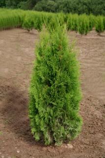 Туя западная (Thuja occidentalis)