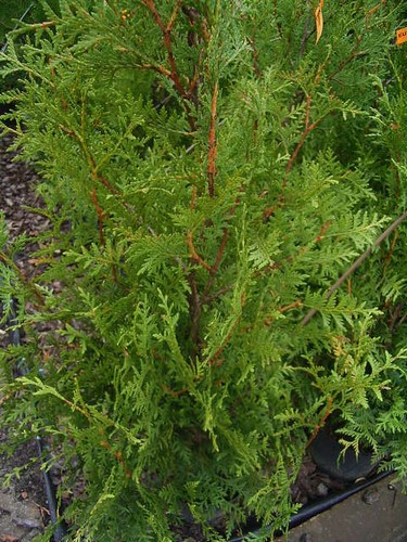 Туя западная «Brabant» (Thuja occidentalis «Brabant»)