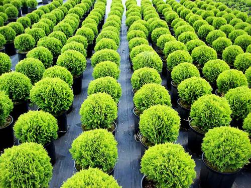 Туя западная «Danica» (Thuja occidentalis «Danica»)