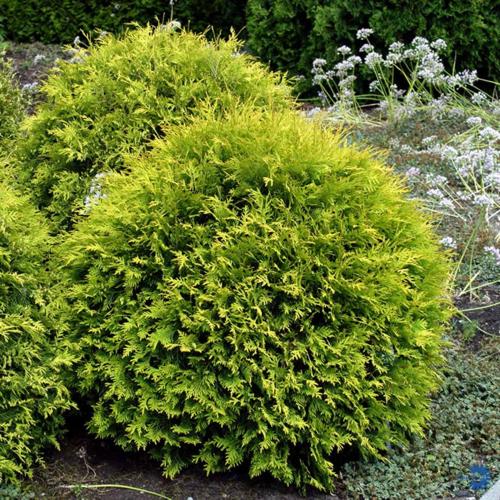 Туя западная «Голден Глоб» (Thuja occidentalis «Golden Globe»)