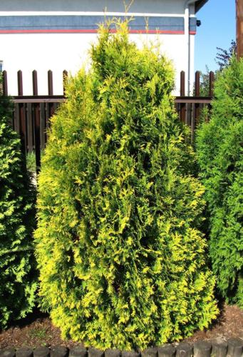 Туя западная «Санкист» (Thuja occidentalis «Sunkist»)