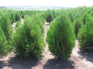 Туя восточная (Thuja orientalis)