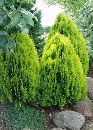 Туя восточная «Aurea Nana» (Thuja orientalis «Aurea Nana»)