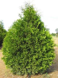 Туя складчатая (Thuja plicata)